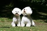 BICHON FRISE 600